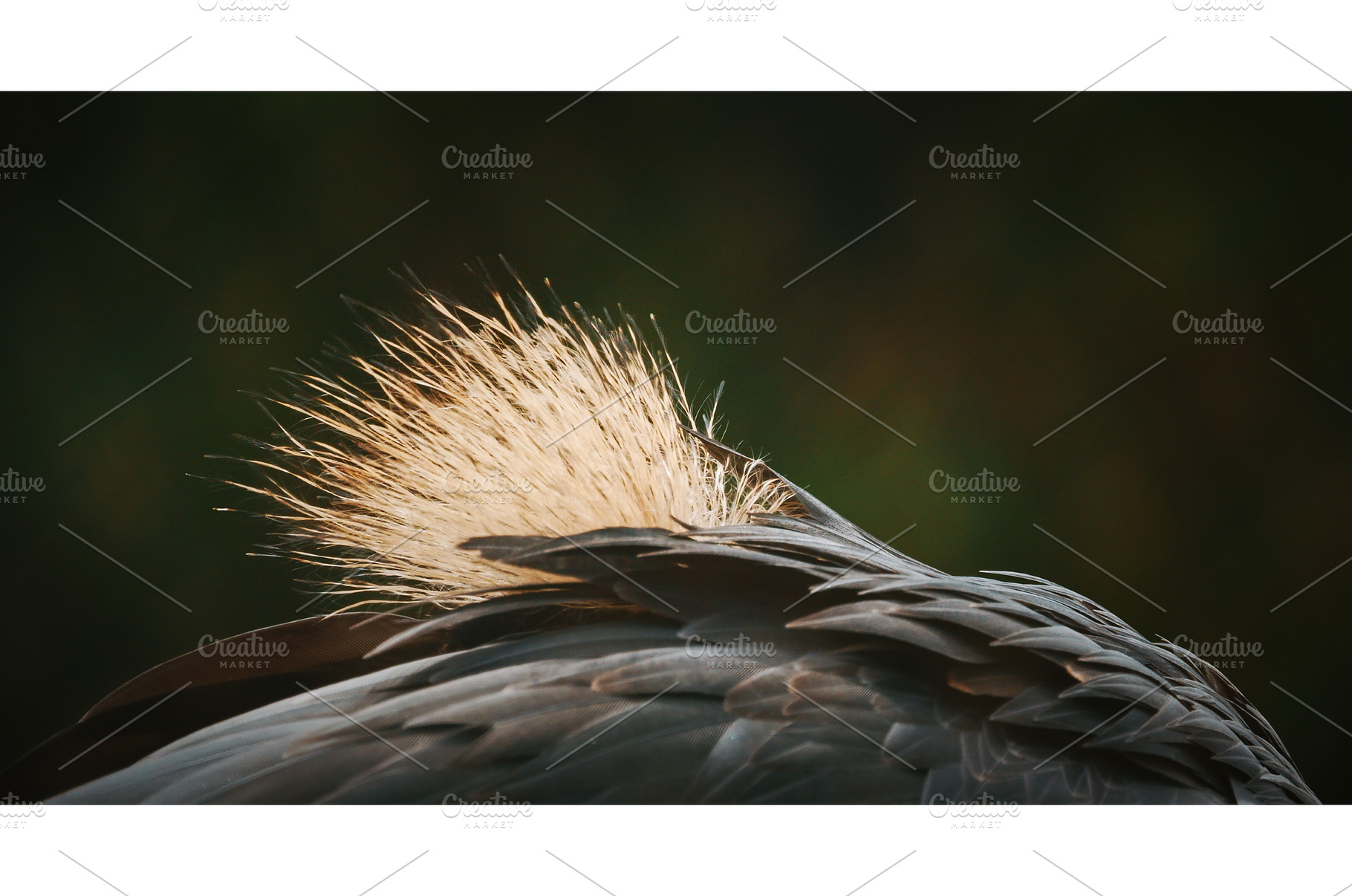 Artistic Shot of Crane Feathers, an Animal Photo by Our Amazing World