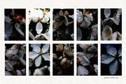 Dark bloom. Floral Backgrounds, a Background Graphic by PaperJamLab (Thumbnail 4 of 14)