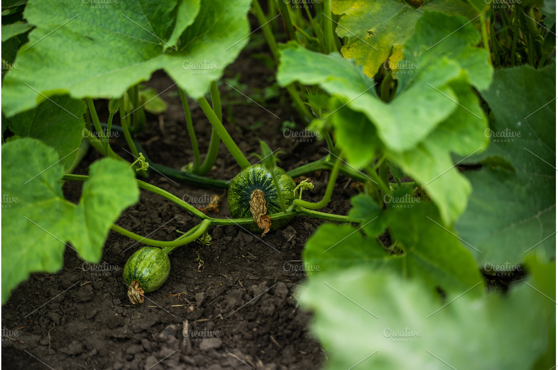 Young pumpkins growing on vines in, a Nature Photo by volodymyrshtun13795