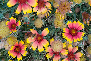 Bright gaillardia flowers in full bloom, a Nature Photo by DanFLCreativo