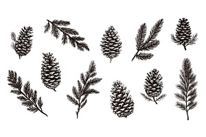 Isolated fir branches and cones, an Illustration by LadadikArt
