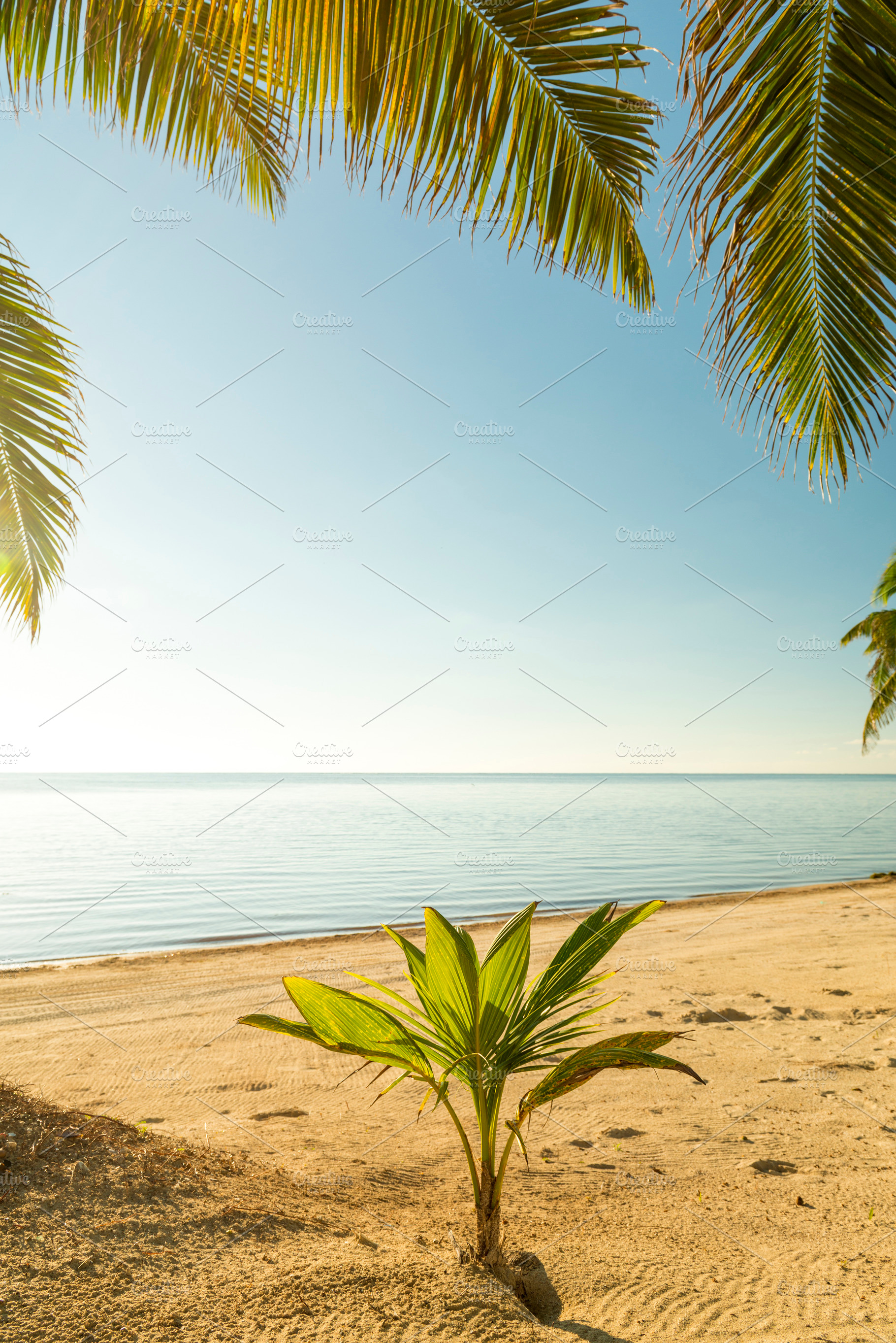 Fresh Palm Tree Growing, a Nature Photo by THP Creative