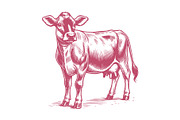 Vintage Jersey Cattle Engraving, an Animal Illustration by MkStudio (Thumbnail 4 of 4)