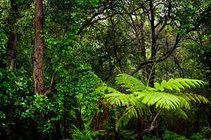 Rainforest, a Nature Photo by THP Creative