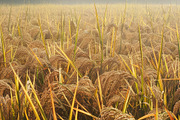 Golden Rice Field at Sunset, a Photo by LOGOCREATIVE (Thumbnail 5 of 29)