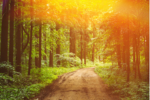 Empty Lane, Path, Way in summer, a Nature Photo by Our Amazing World