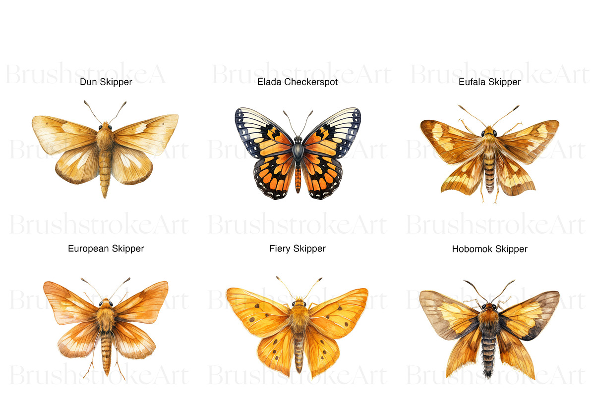 Skipper Butterfly Clipart, Butterfly, an Animal Illustration by BrushstrokeArtGB (Photo 5 of 9)