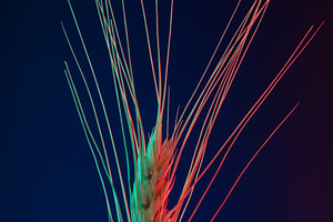 Single wheat ear lit with colorful red and blue lighting on dark, an Industrial Photo by Ales Munt
