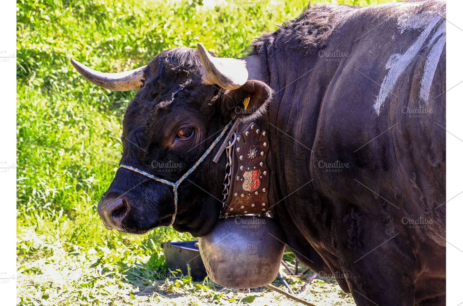 Herens cow, known for fighting in an, an Animal Photo by reisegraf.ch