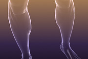 Male And Female Anatomy X-ray Bodies, a Characters & Person 3D Model by VisualCG (Thumbnail 4 of 15)