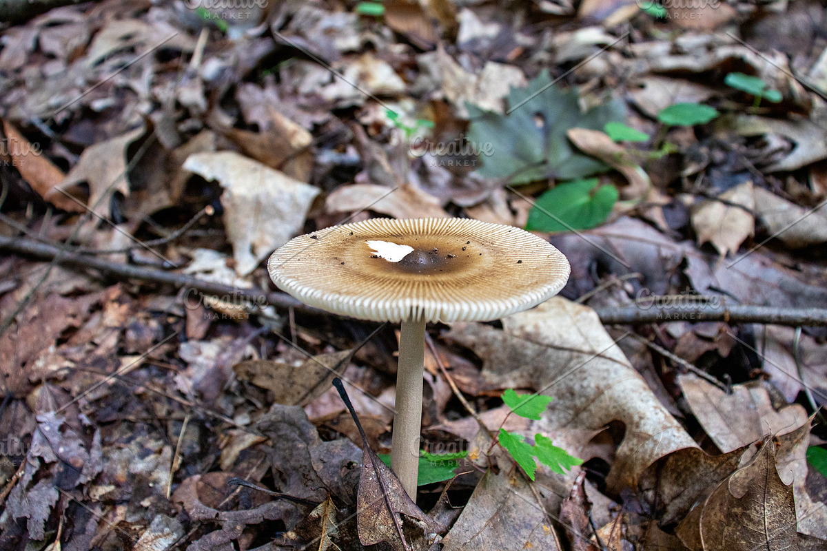 Mushrooms In The Forest Photography, a Nature Photo by Full Circle Design Studio (Photo 36 of 38)
