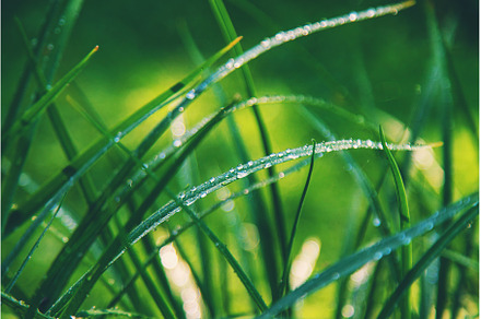 Water drops on grass leaves, a Nature Photo by yanadjana