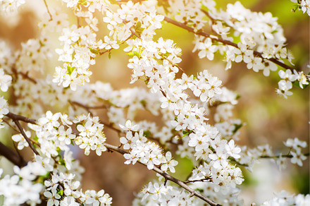 Plum spring flowers, a Nature Photo by Nature and travel