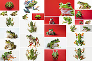 104 Frogs, an Animal Photo by Handmadefont (Thumbnail 8 of 17)