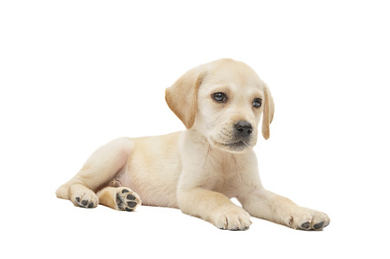 puppy labrador isolated on white bac, an Animal Photo by AlexBush
