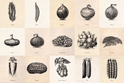 Vintage Fruit Vegetables & Flowers, an Object Graphic by Eclectic Anthology (Thumbnail 5 of 11)