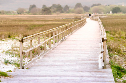 wooden path  walkway in natural park