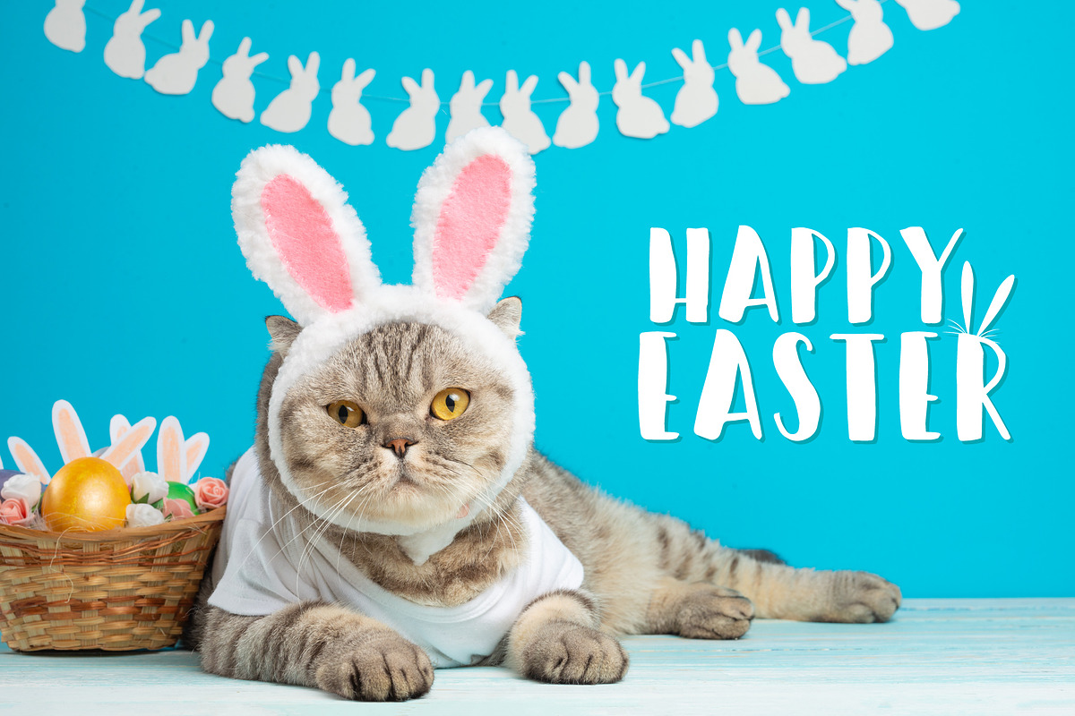 Easter Bunny Cat, an Animal Photo by AnStore (Photo 2 of 2)
