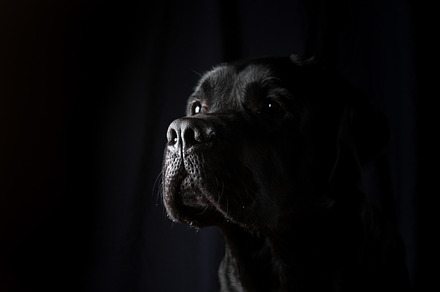 Closeup portrait of labrador dog containing black, portrait, and dog, an Animal Photo by piter.goskov