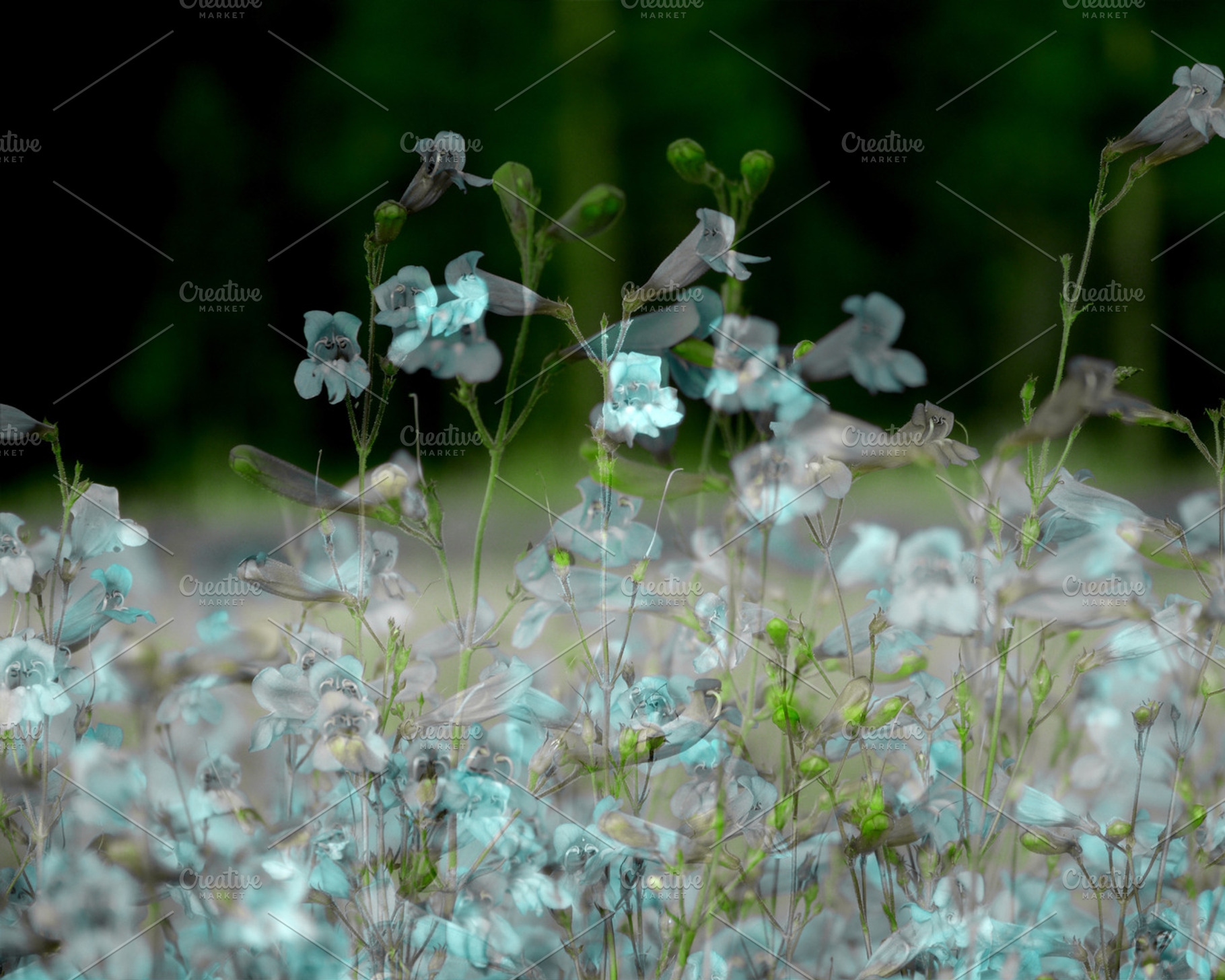 Wildflower Breeze, a Nature Photo by HAUTEGRAPHIQUE