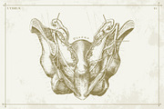 100+ Vintage Anatomy Vectors, a Healthcare Illustration by Shizzle Stock (Thumbnail 19 of 20)