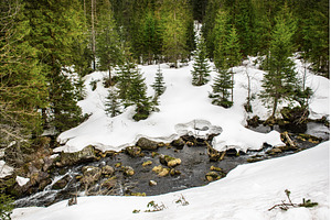 Mountain fir forest and the river, a Nature Photo by Nature and travel