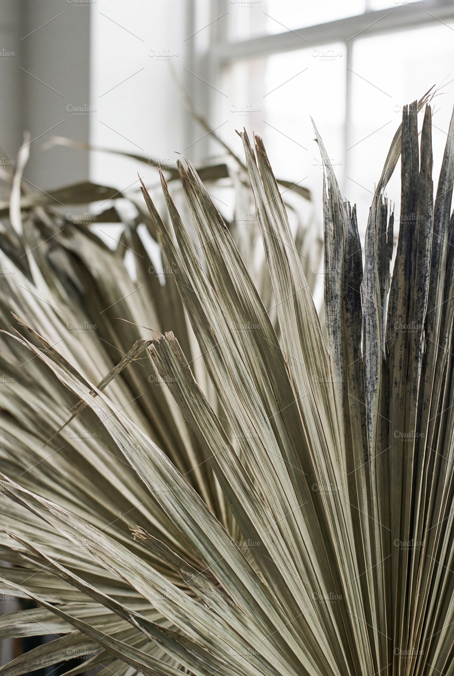 Dried Fan Palm Leaf - Bohemian Style, a Nature Photo by Virgo Studio