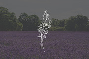 PSD 6 Hand Drawn Wildflower Elements, an Illustration by Bilbie Artwork (Thumbnail 5 of 7)