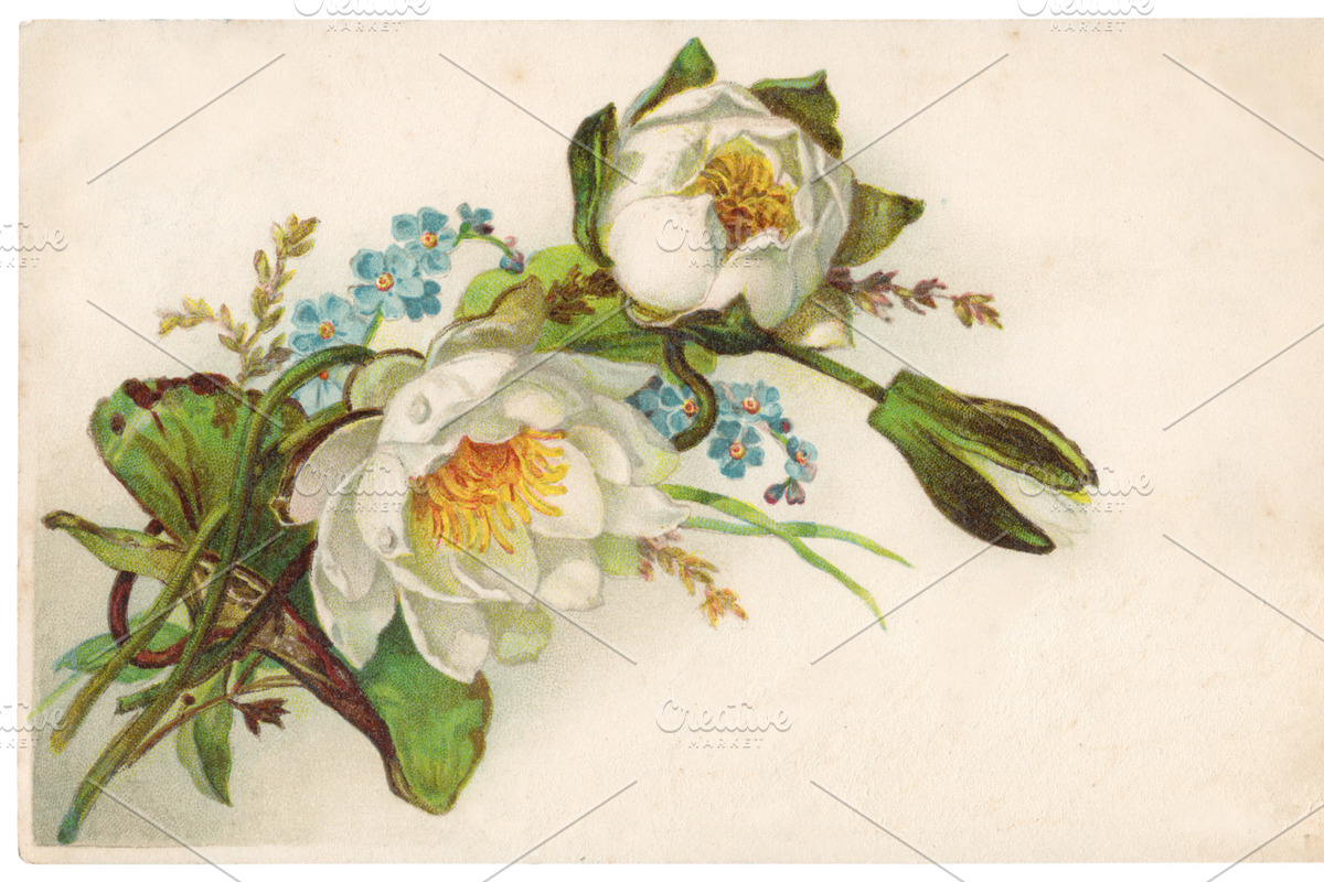 vtg greetings, water lilies, an Illustration by Betty Nane