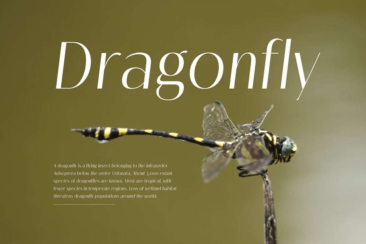 Melloida High Contrast Sans Family, a Sans Serif Font by Lettertype Studio (Photo 11 of 15)
