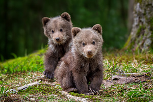 Two young brown bear cub in the forest, an Animal Photo by Byrdyak