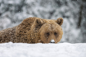 Bear resting in snow during winter in a forest area with snowfal, an Animal Photo by Byrdyak