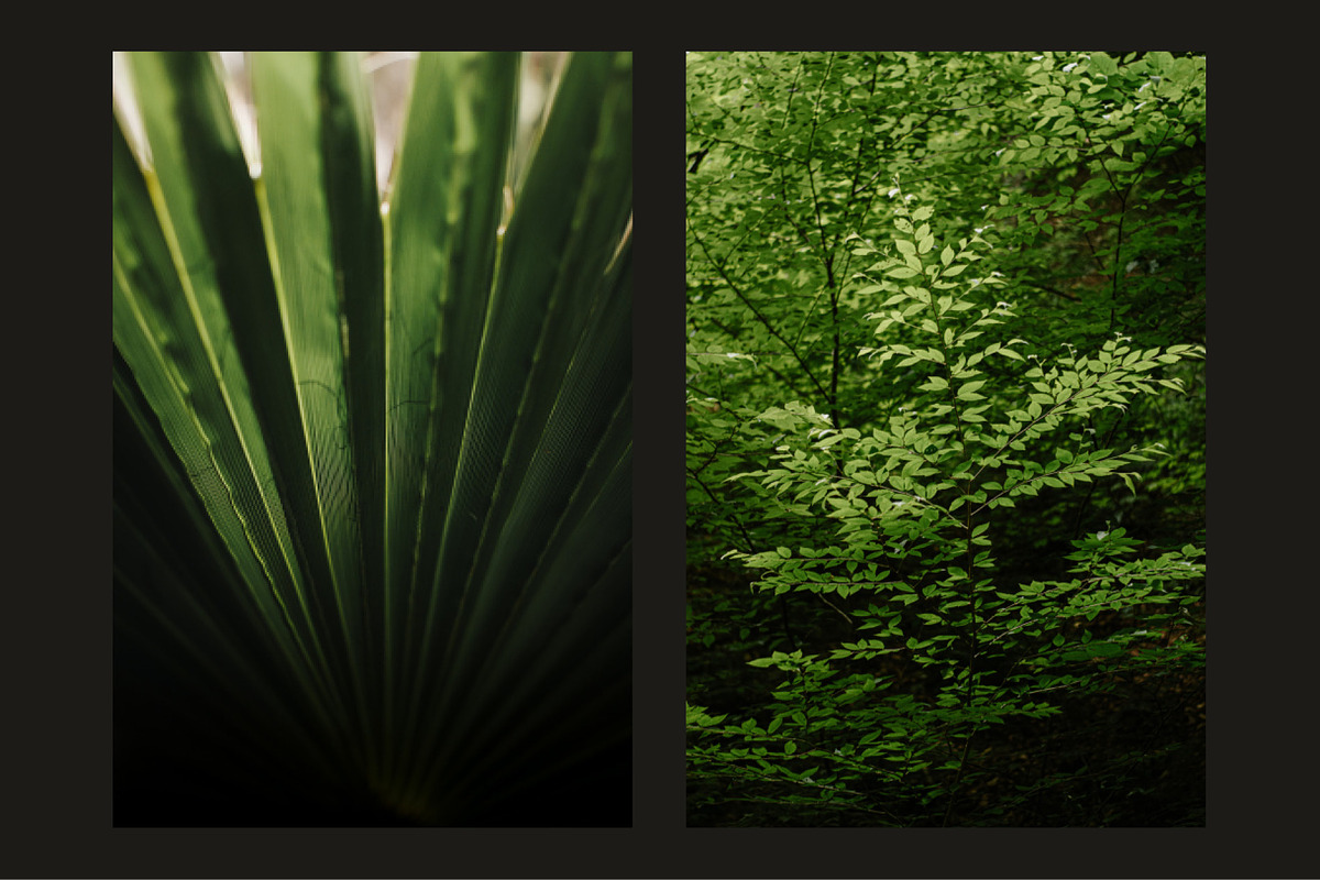 Six Foliage Images, a Nature Photo by Fossilized Tree Sap (Photo 4 of 4)