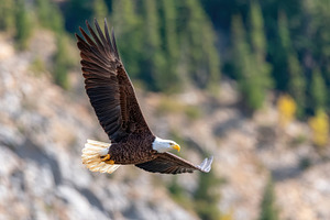 Bald eagle soaring in a clear blue sky, an Animal Photo by AlyaAnd
