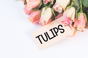Summer Monday | Script Font, a Script Font by Scratchones (Thumbnail 2 of 8)
