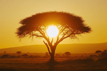 Majestic African sunset showcases a, a Photo by Iftikhar Alam