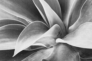 Black & White Cactus Photography