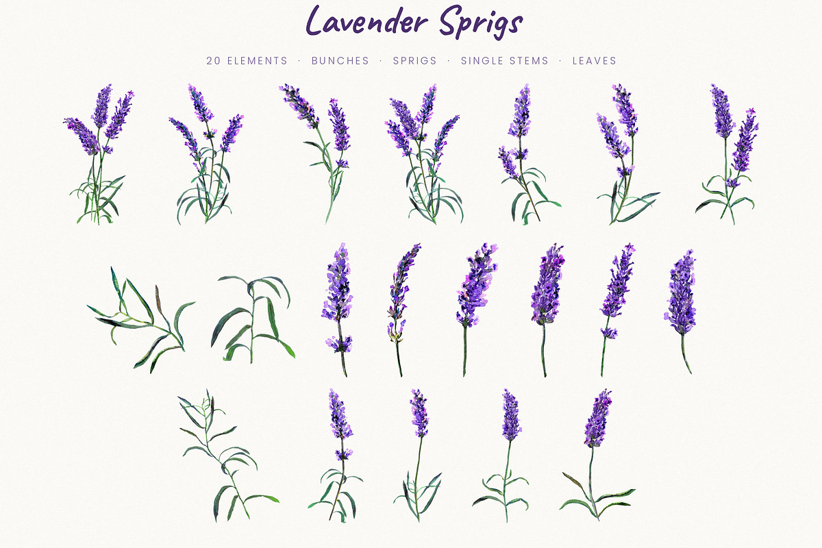 Watercolor Lavender Clipart Provence, a Decorative Illustration by Where summer is (Photo 4 of 13)