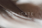 Delicate | 20 Feather Photos, a Nature Photo by Melanie Helena (Thumbnail 17 of 20)
