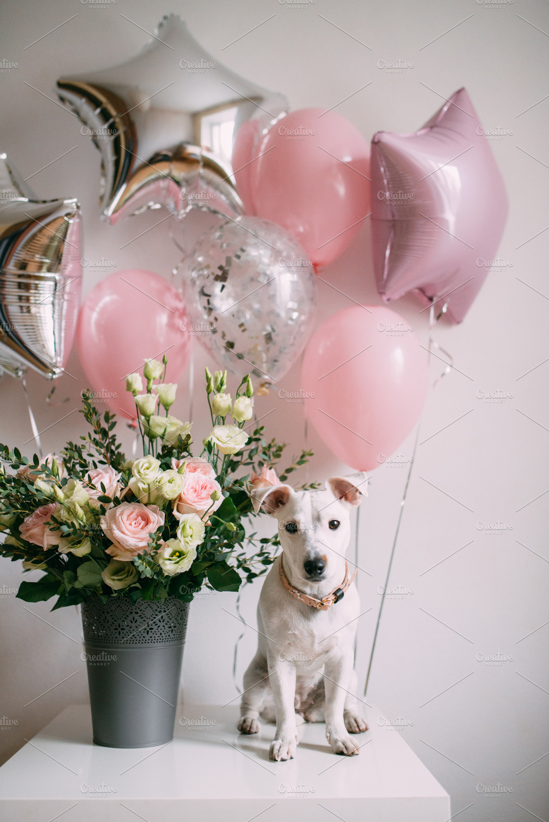 Birthday Puppy, a Photo by Trofimova Veronika