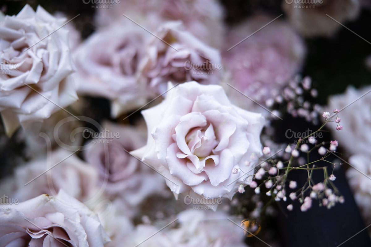 A Garden of Roses | Wedding, Events, a Nature Photo by Farewell (Photo 25 of 41)