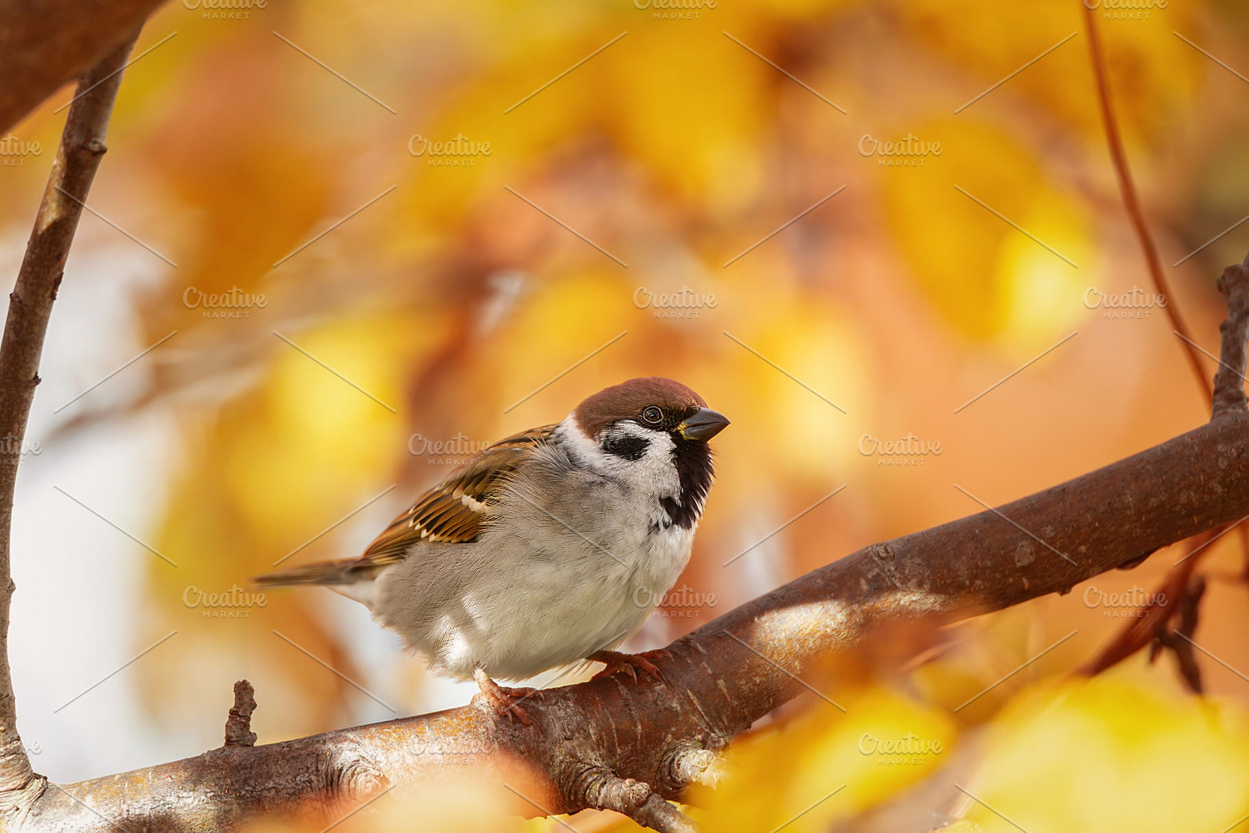 closeup of a House sparrow standing, an Animal Photo by AlexBush