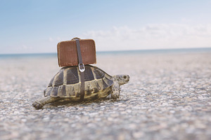 Turtle with suitcase.