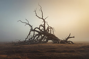 48 Dying Tree Images, a Nature Photo by h.utomo (Thumbnail 13 of 48)