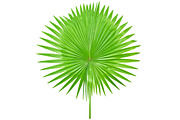 Palm Leaves Isolated, an Object Graphic by pixelworkz (Thumbnail 3 of 7)