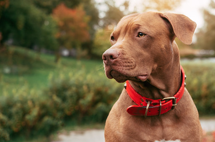 Lovable, pretty puppy of brown color. Close-up, an Animal Photo by Svetlana Barchan
