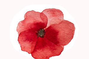 Beautiful picture of poppy flowers. Happy Remembrance Day