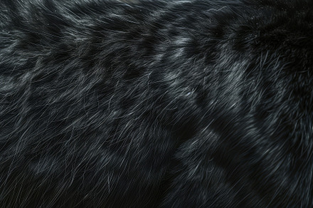 Detailed view of patches of black fu, a Photo by Iftikhar Alam