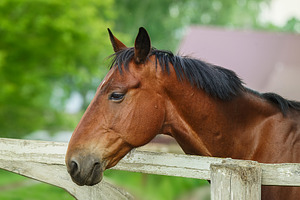 A horse in nature. Portrait of a hor, an Animal Photo by AlexBush