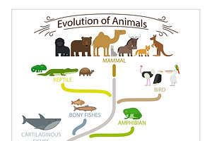 Biological Evolution Animals Scheme